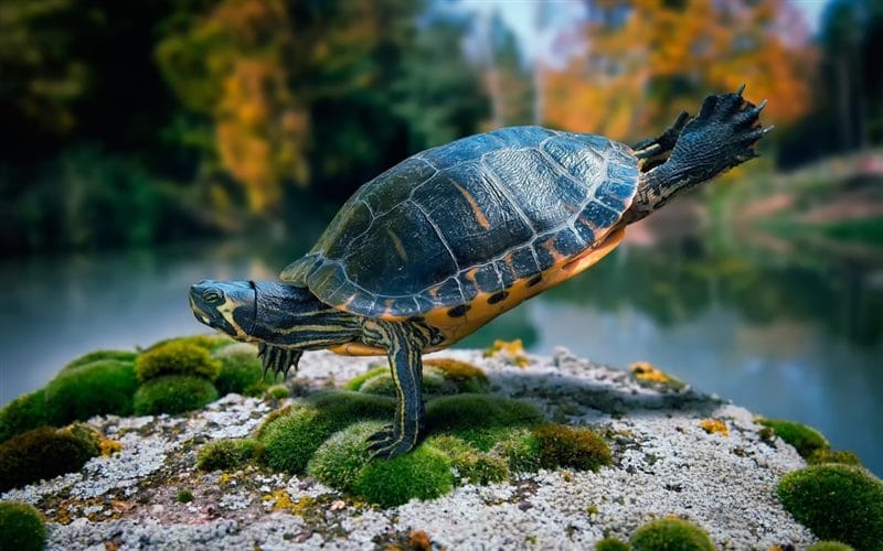 Черепахи - красивые картинки (100 фото) #62