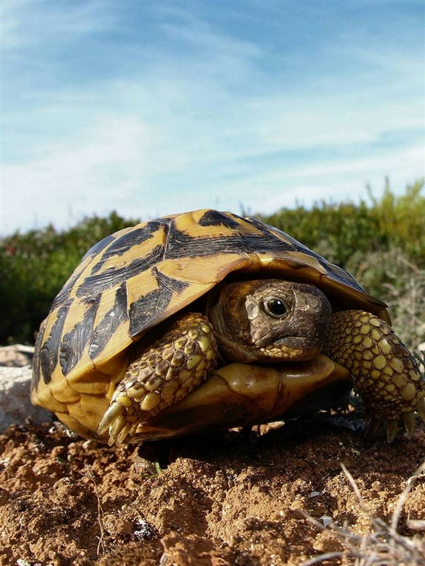 Черепахи - красивые картинки (100 фото) #45