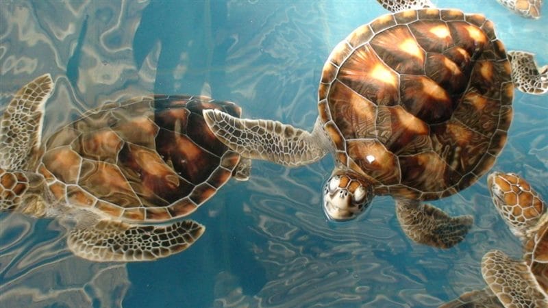 Черепахи - красивые картинки (100 фото) #72