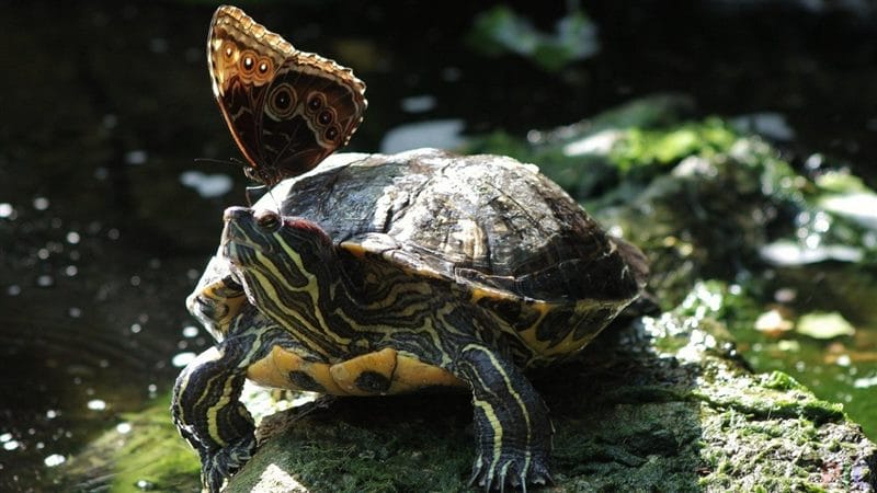 Черепахи - красивые картинки (100 фото) #70