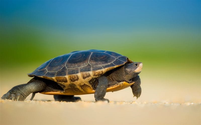 Черепахи - красивые картинки (100 фото) #94