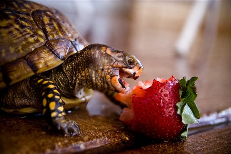 Черепахи - красивые картинки (100 фото) #77