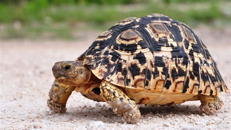 Черепахи - красивые картинки (100 фото) #69