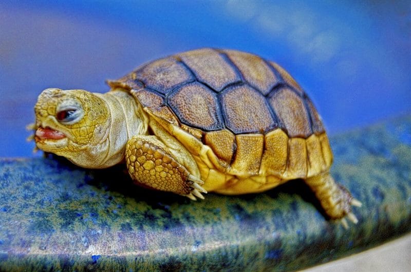 Черепахи - красивые картинки (100 фото) #56