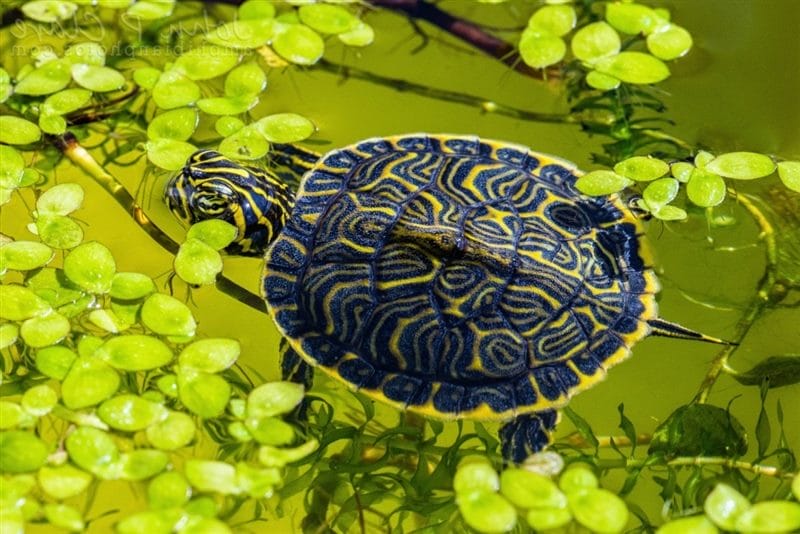 Черепахи - красивые картинки (100 фото) #52