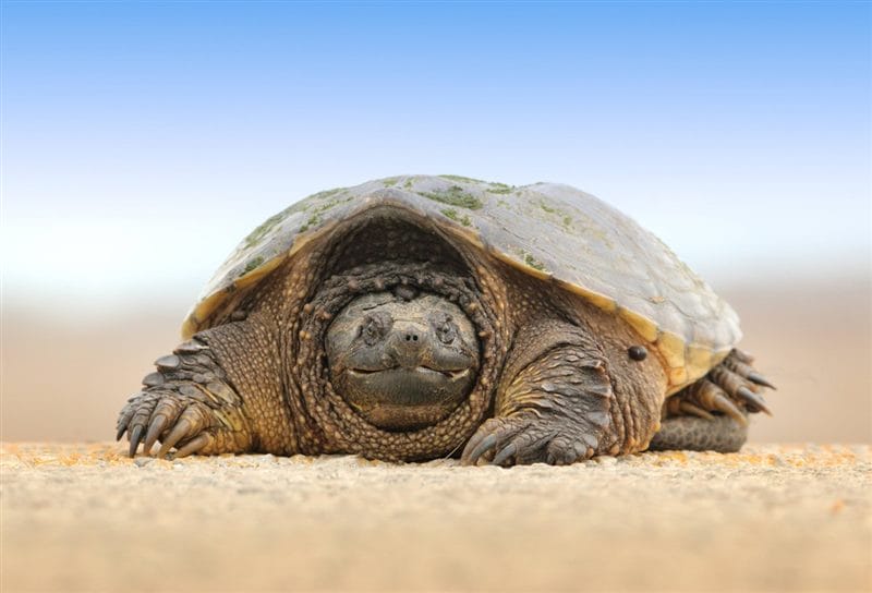 Черепахи - красивые картинки (100 фото) #86