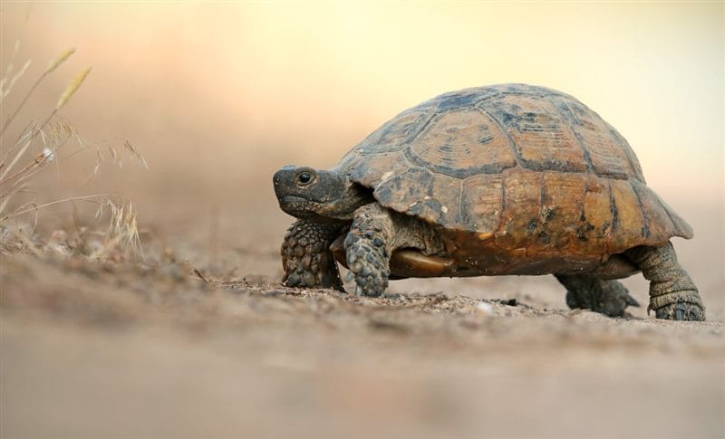Черепахи - красивые картинки (100 фото) #92