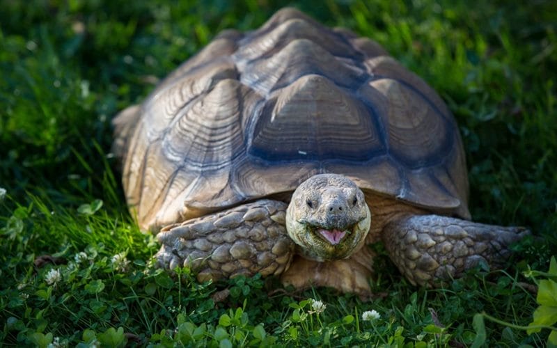 Черепахи - красивые картинки (100 фото) #74