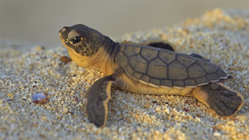 Черепахи - красивые картинки (100 фото) #81