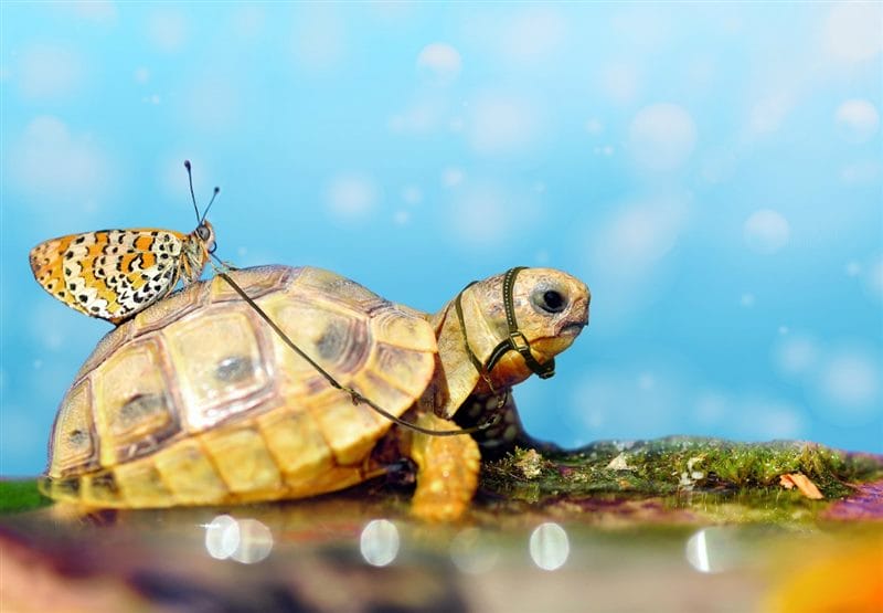 Черепахи - красивые картинки (100 фото) #85