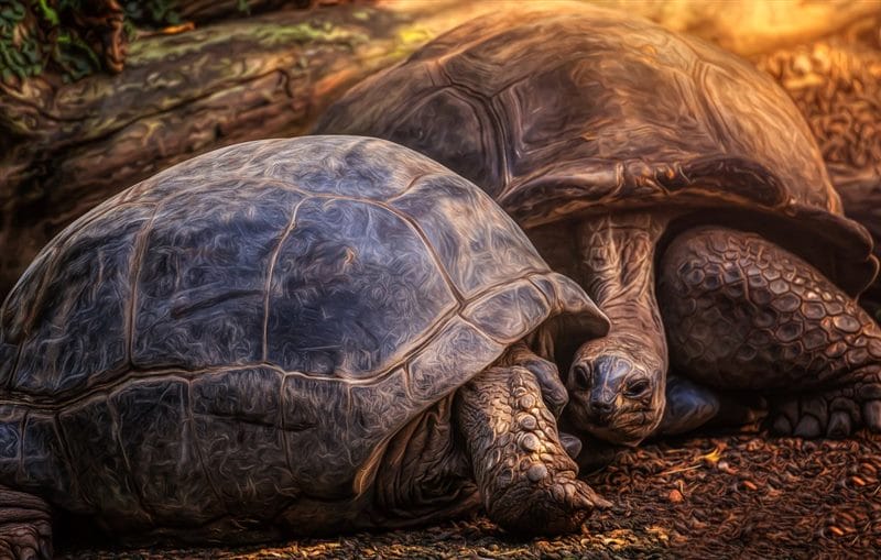 Черепахи - красивые картинки (100 фото) #54
