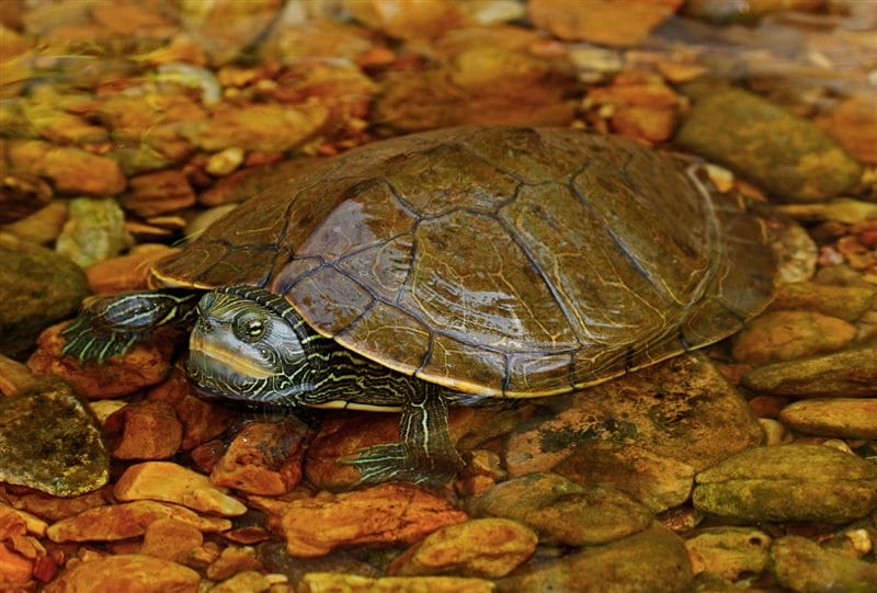 Черепахи - красивые картинки (100 фото) #57