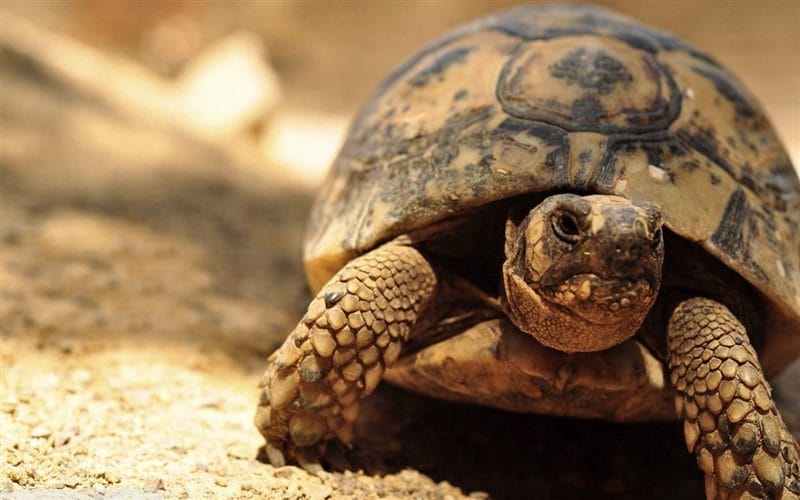 Черепахи - красивые картинки (100 фото) #80