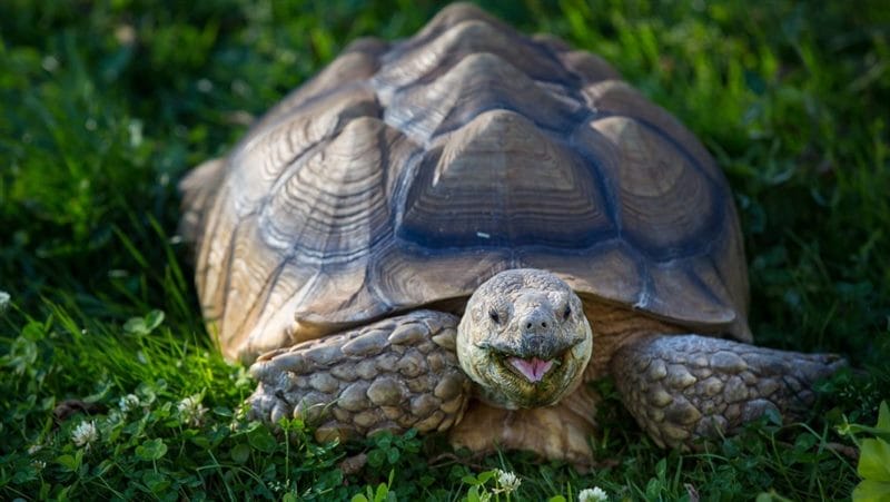Черепахи - красивые картинки (100 фото) #79