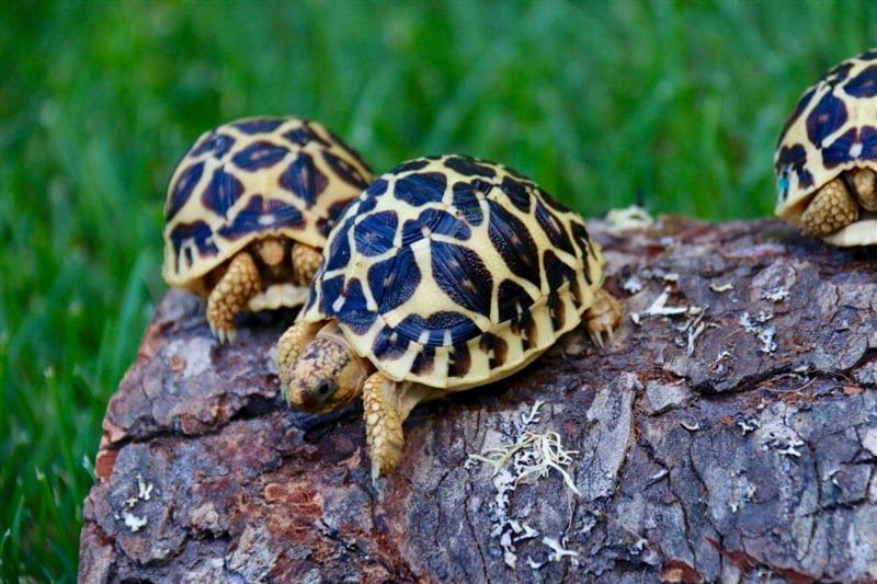 Черепахи - красивые картинки (100 фото) #55