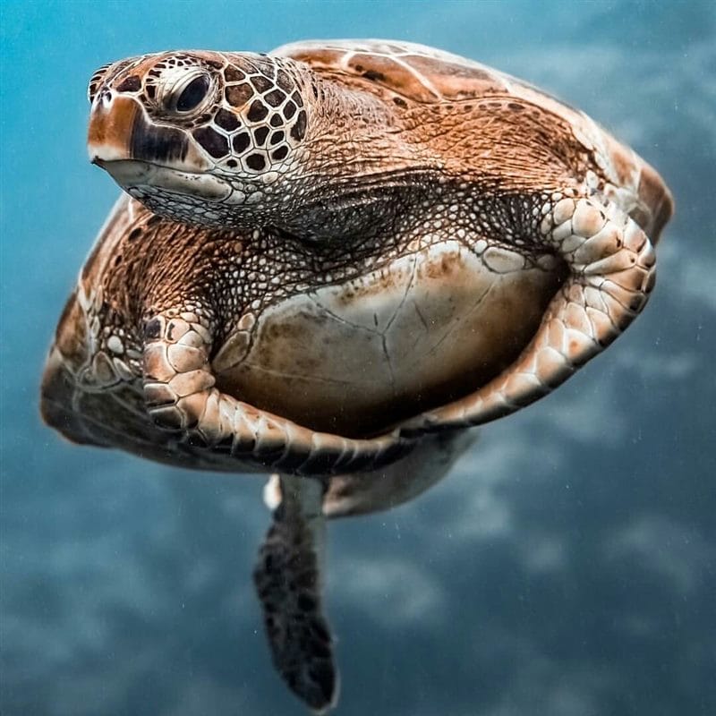 Черепахи - красивые картинки (100 фото) #75