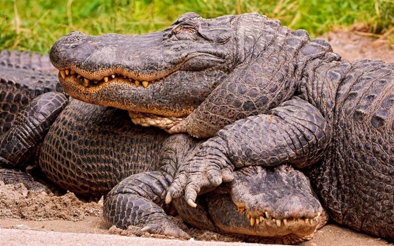 Крокодилы - красивые картинки (100 фото) #46