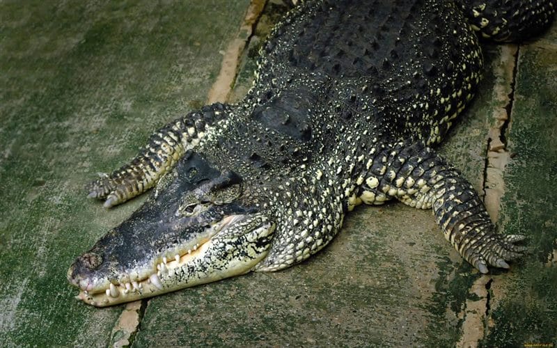 Крокодилы - красивые картинки (100 фото) #49