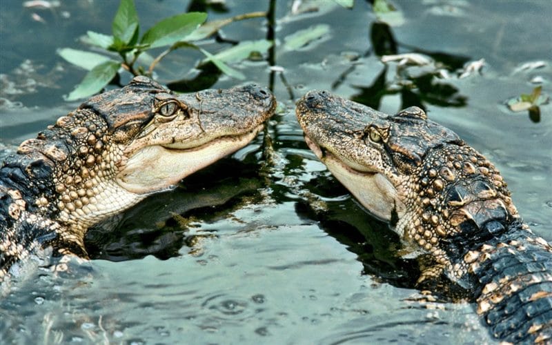 Крокодилы - красивые картинки (100 фото) #54