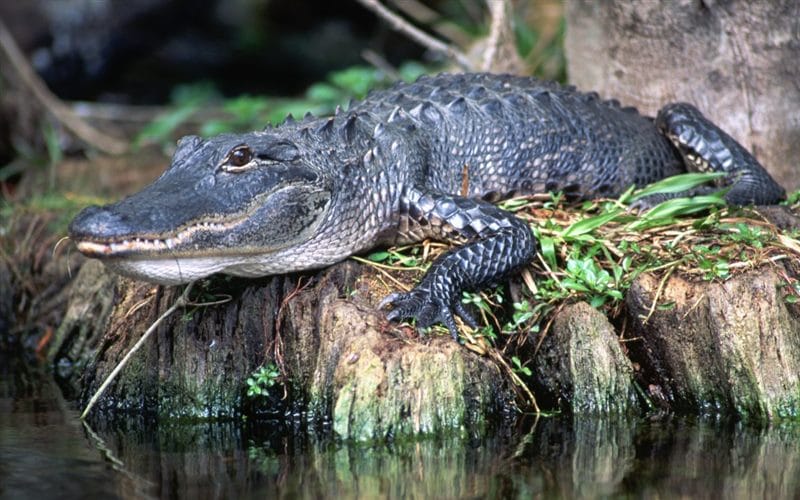 Крокодилы - красивые картинки (100 фото) #55
