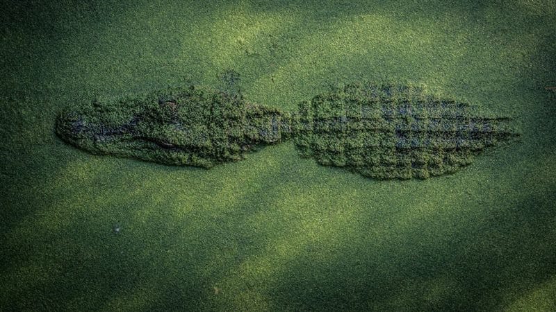 Крокодилы - красивые картинки (100 фото) #47