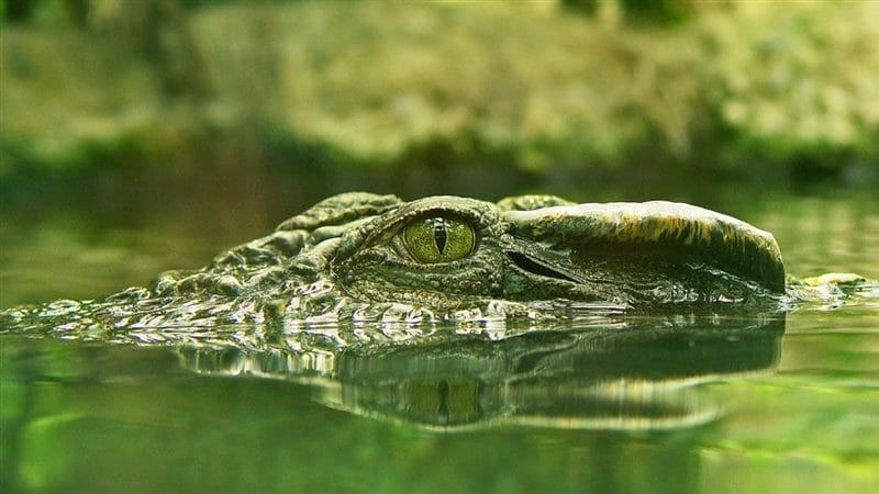 Крокодилы - красивые картинки (100 фото) #74