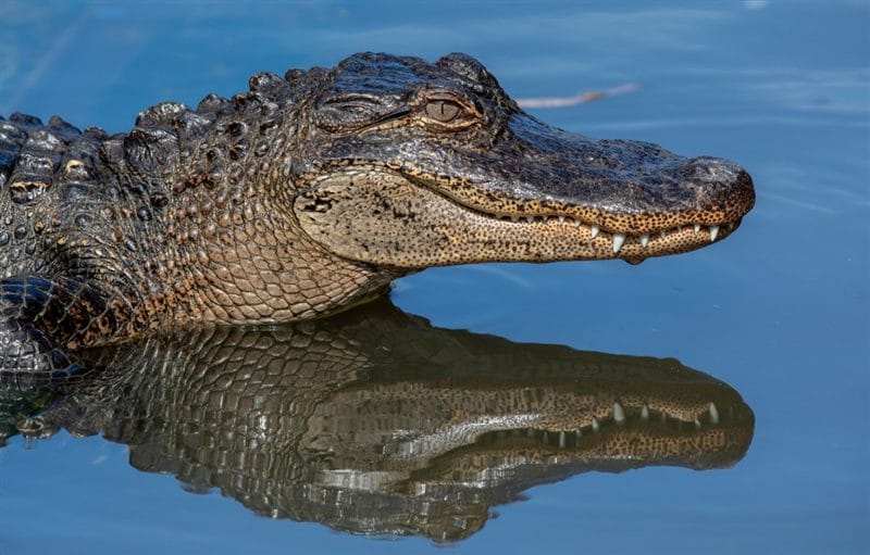 Крокодилы - красивые картинки (100 фото) #66