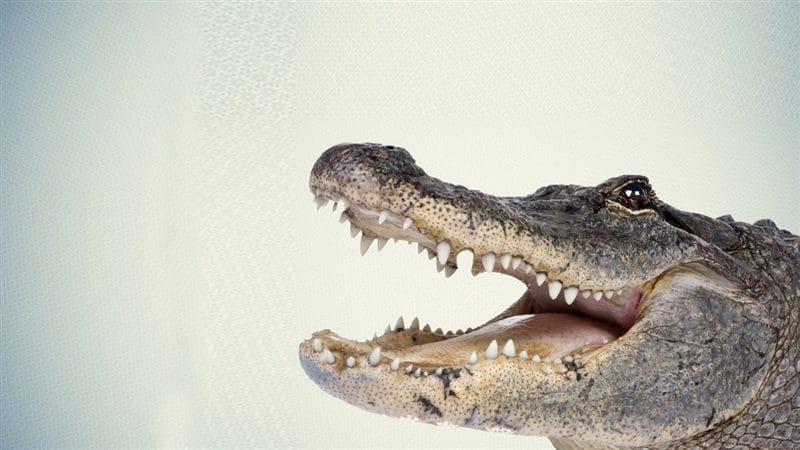 Крокодилы - красивые картинки (100 фото) #71