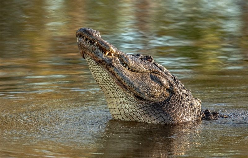 Крокодилы - красивые картинки (100 фото) #59