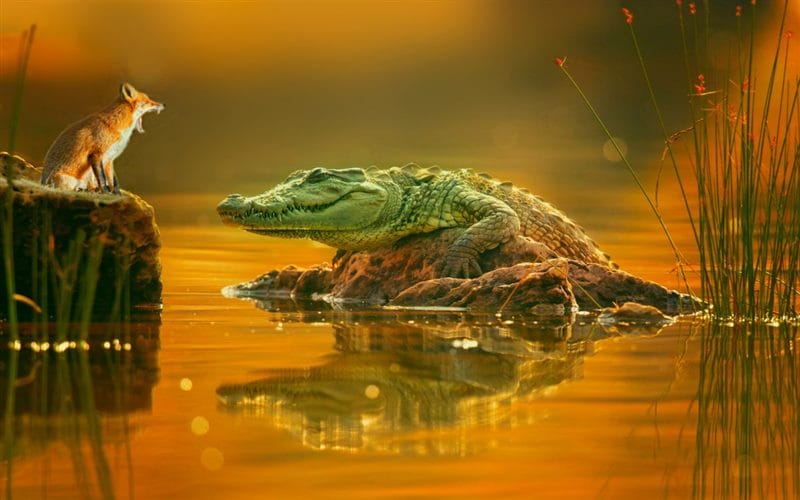 Крокодилы - красивые картинки (100 фото) #81