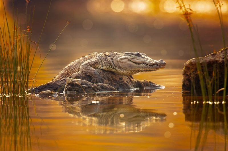 Крокодилы - красивые картинки (100 фото) #77