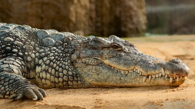 Крокодилы - красивые картинки (100 фото) #56