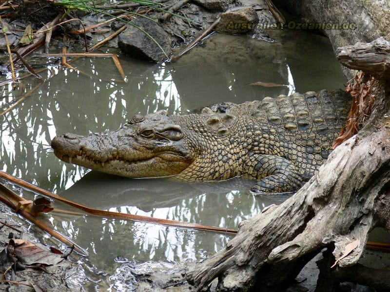Крокодилы - красивые картинки (100 фото) #45