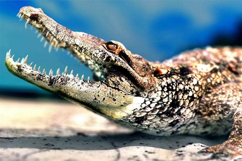 Крокодилы - красивые картинки (100 фото) #67