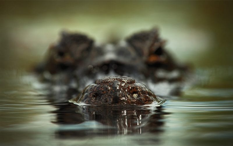 Крокодилы - красивые картинки (100 фото) #91