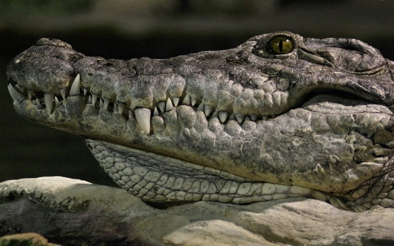 Крокодилы - красивые картинки (100 фото) #65