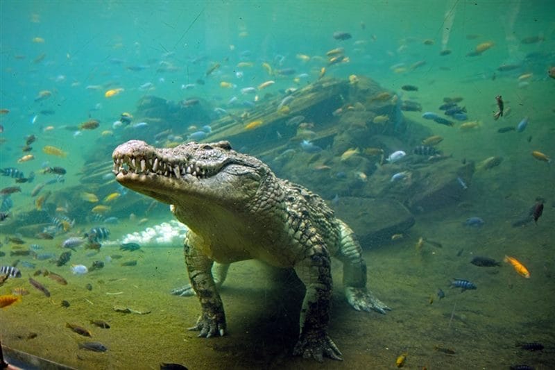 Крокодилы - красивые картинки (100 фото) #75