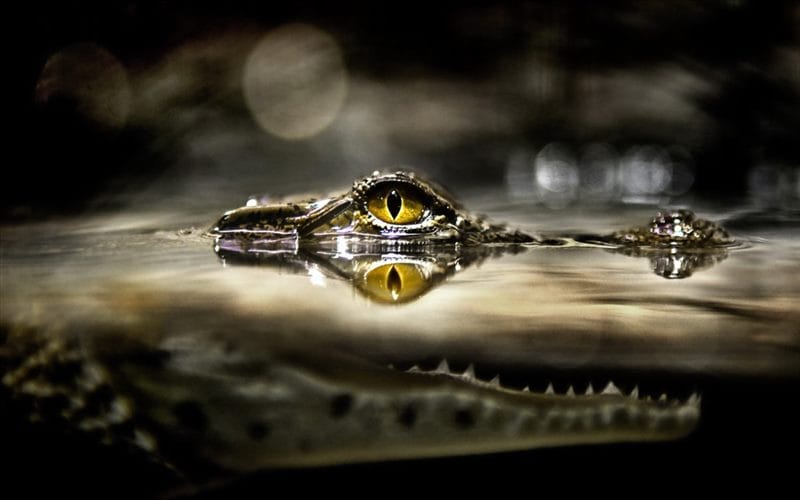 Крокодилы - красивые картинки (100 фото) #89