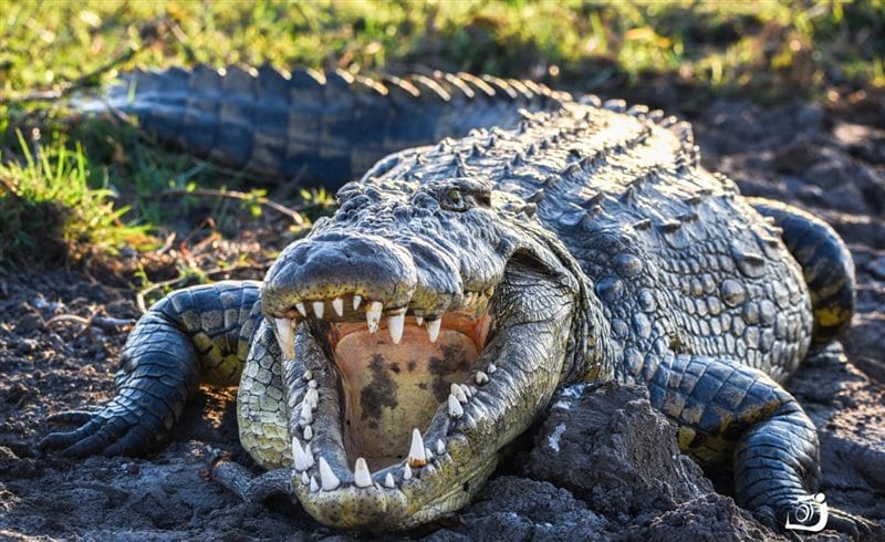 Крокодилы - красивые картинки (100 фото) #53