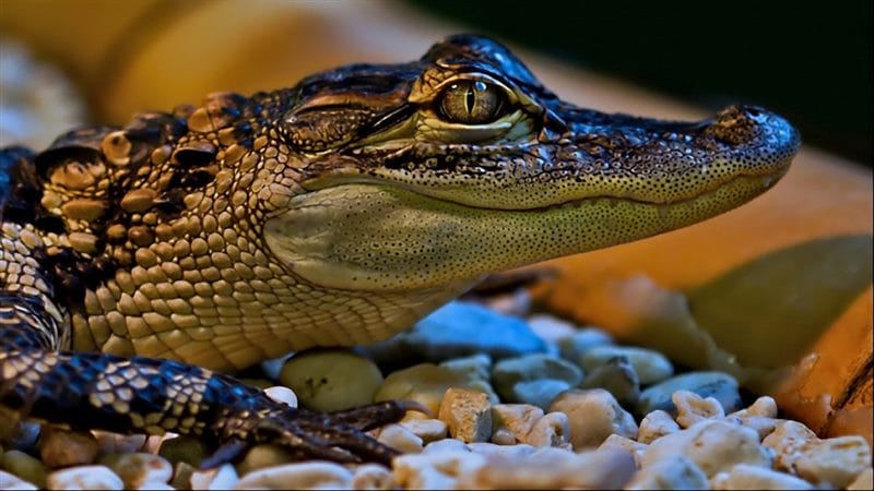 Крокодилы - красивые картинки (100 фото) #78