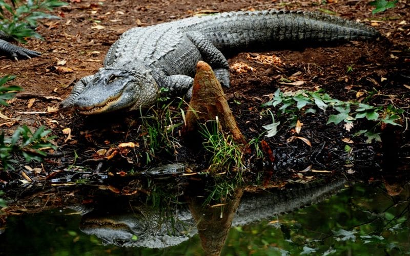 Крокодилы - красивые картинки (100 фото) #51