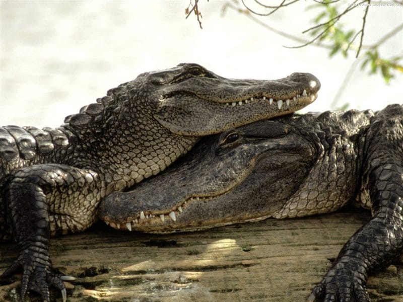 Крокодилы - красивые картинки (100 фото) #62