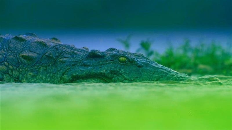 Крокодилы - красивые картинки (100 фото) #93