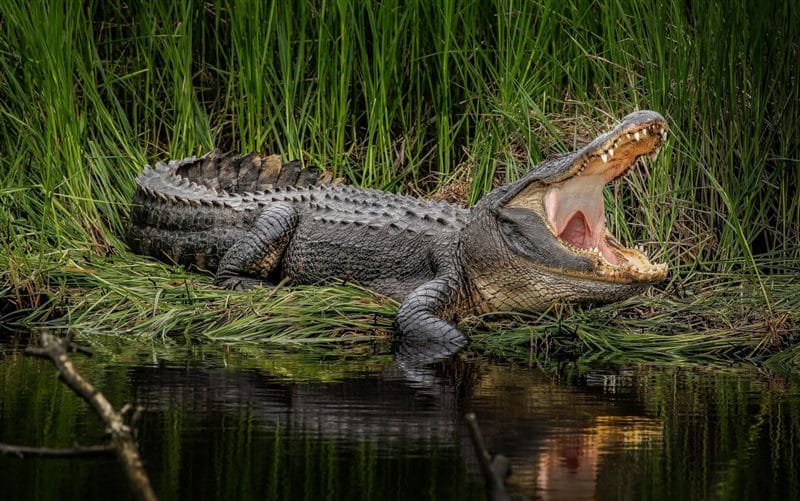 Крокодилы - красивые картинки (100 фото) #48