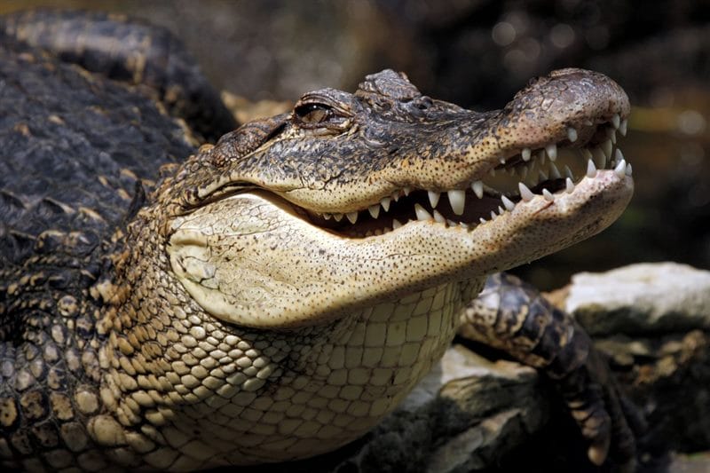 Крокодилы - красивые картинки (100 фото) #68