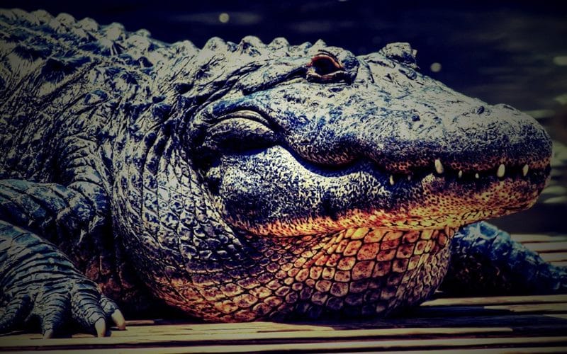 Крокодилы - красивые картинки (100 фото) #52