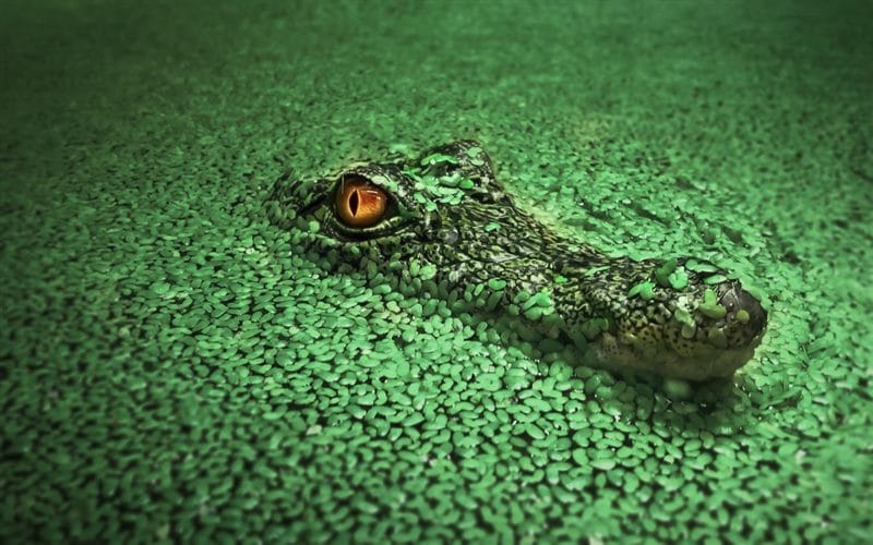 Крокодилы - красивые картинки (100 фото) #64