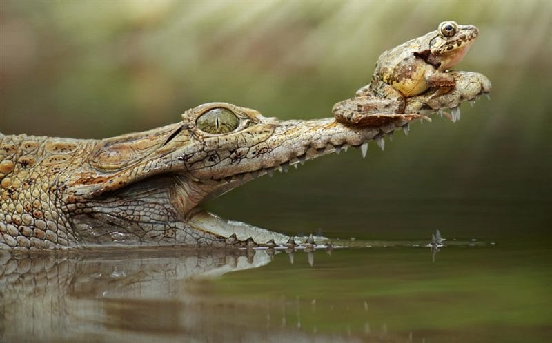 Крокодилы - красивые картинки (100 фото) #82