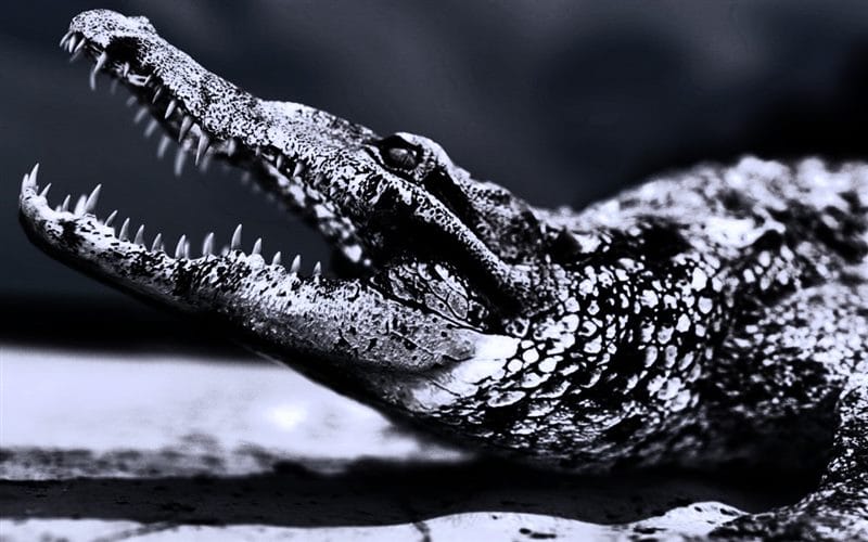 Крокодилы - красивые картинки (100 фото) #70