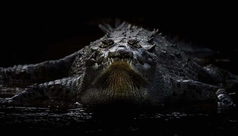 Крокодилы - красивые картинки (100 фото) #90